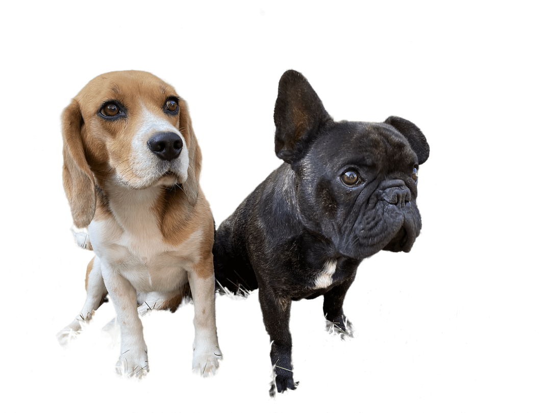 Beagle-and-French-Bulldog