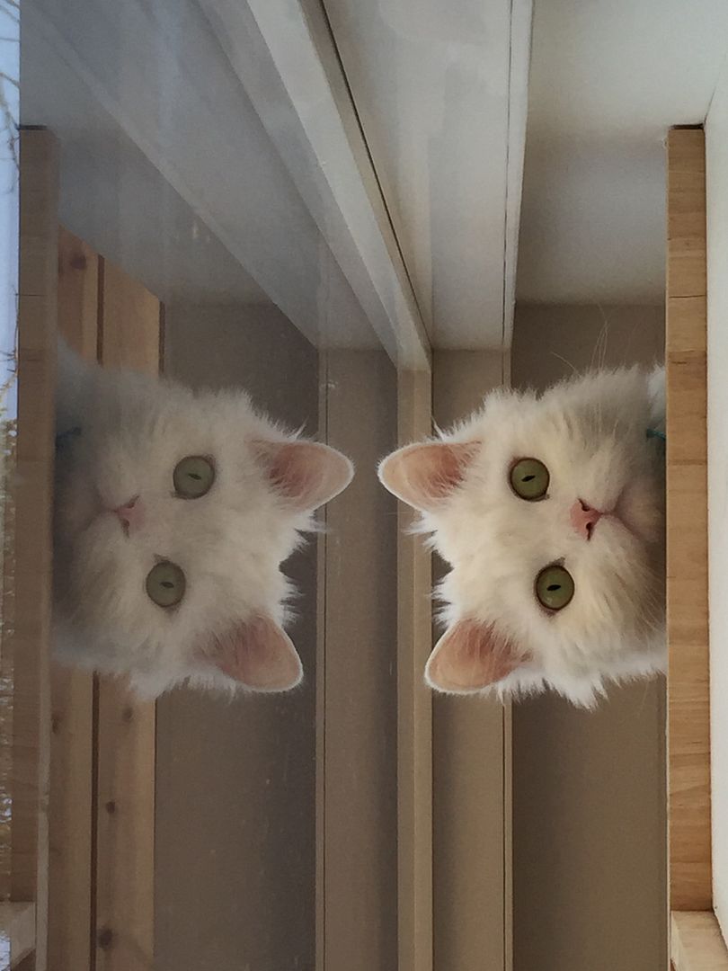 Mirroring Cat