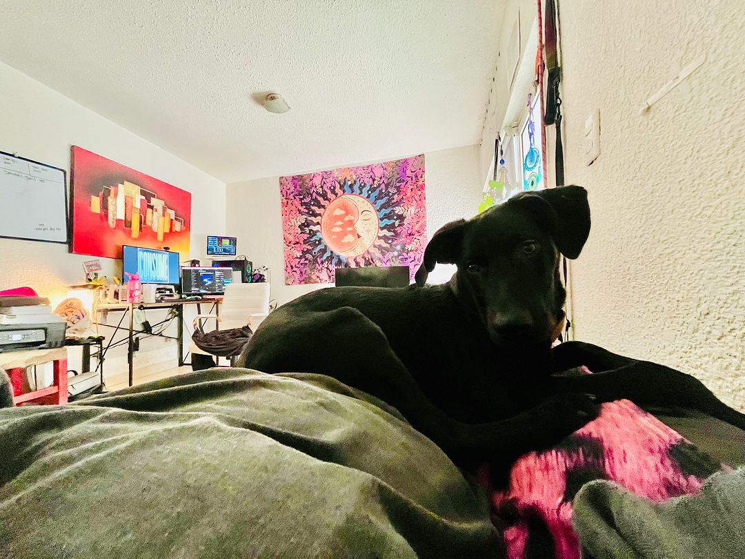 Puppy Feng Shui