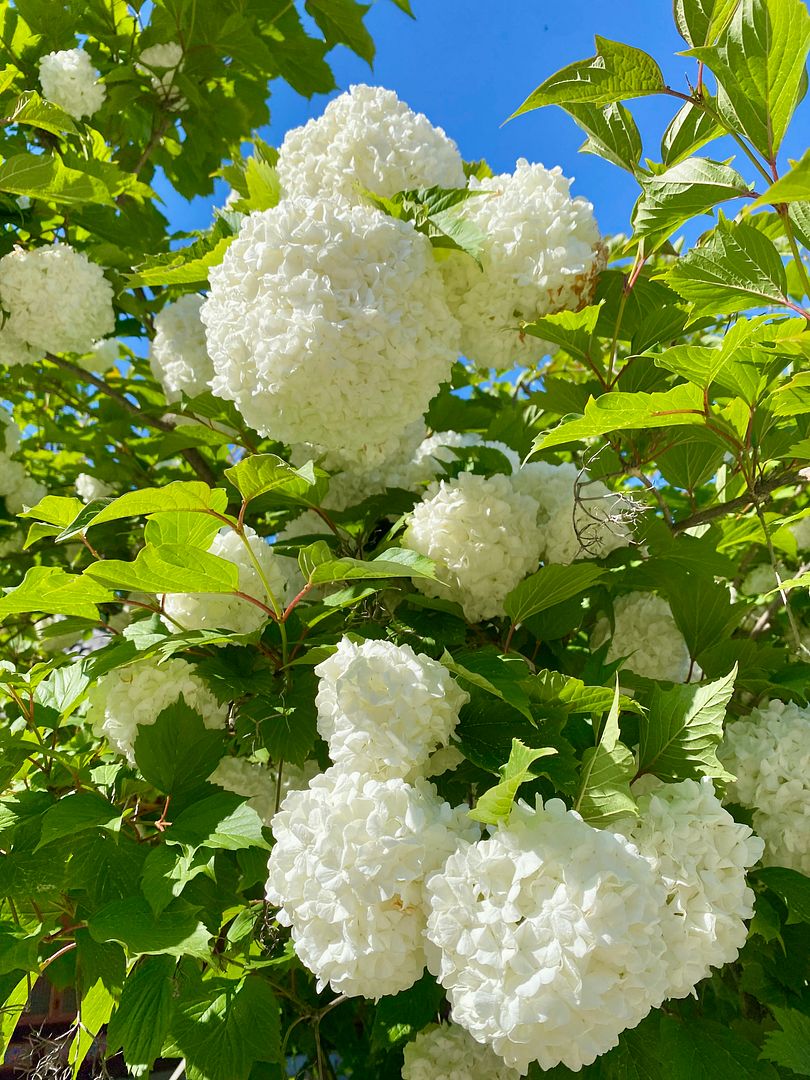 White Hydrangea