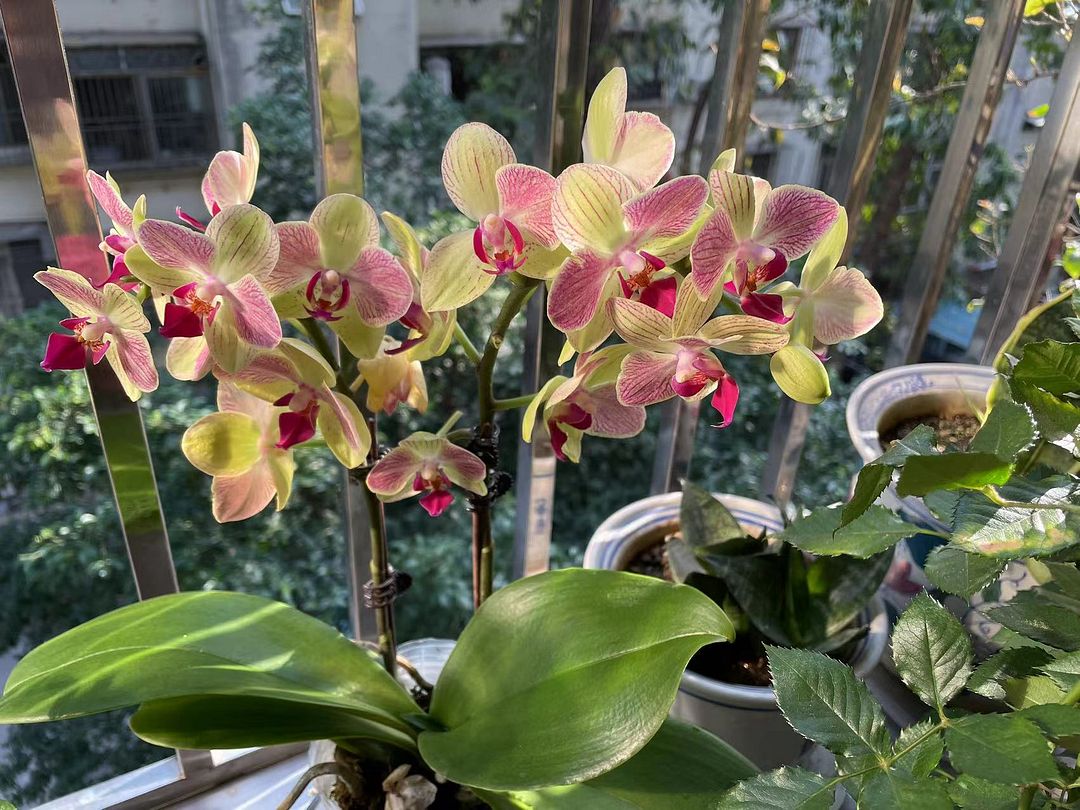 Phalaenopsis