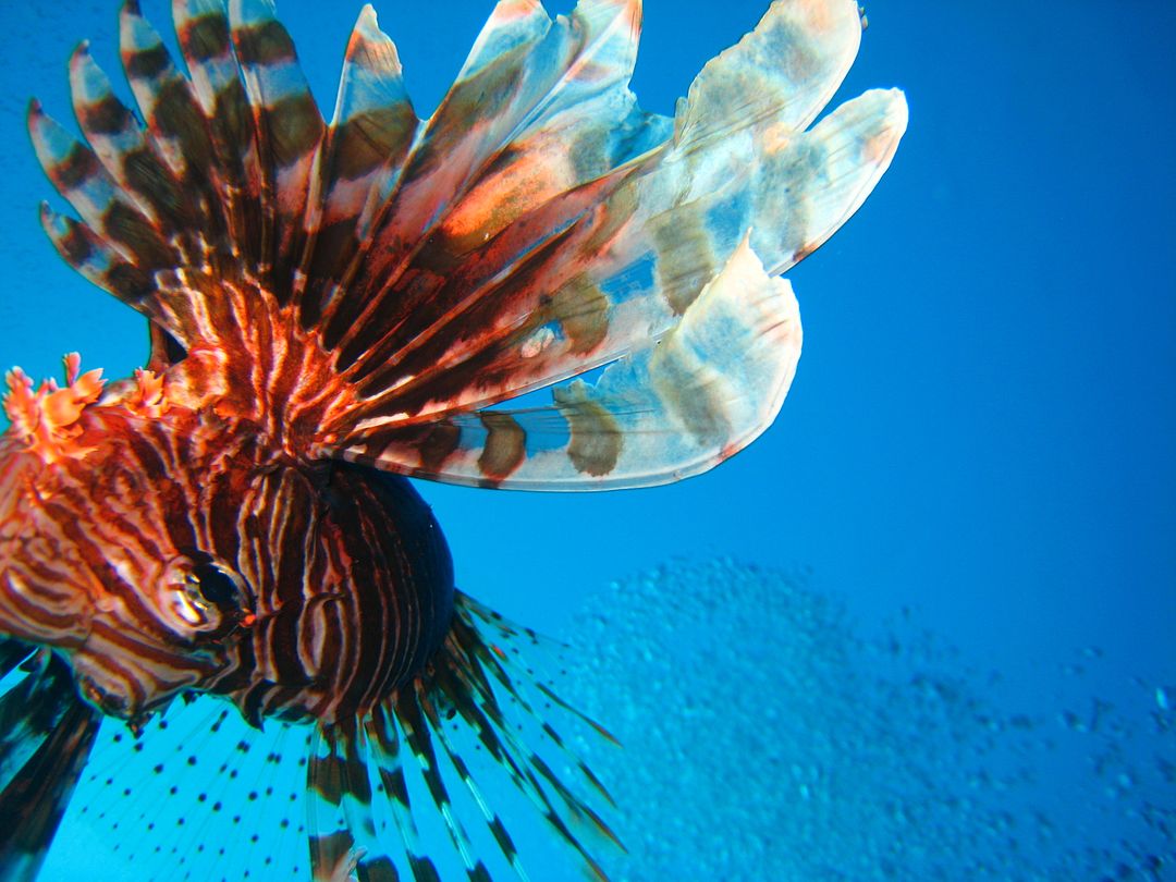 Lion Fish, Bottom Up(diving)