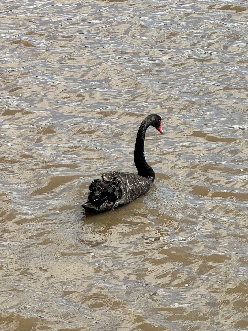 black swan