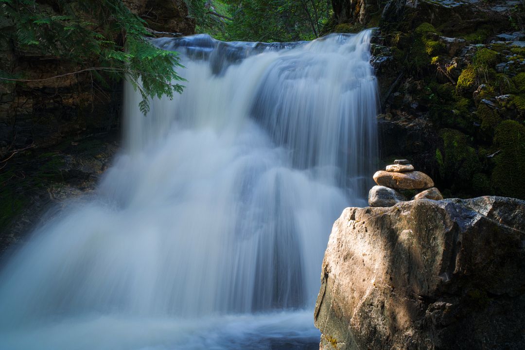 forest bathing