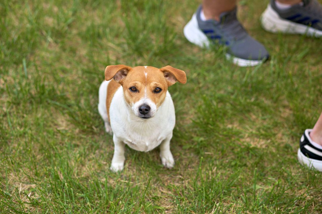 Jack Russell Terrier "Bunny"