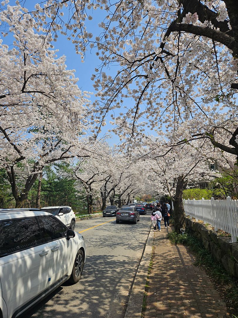 spring cherry blossom