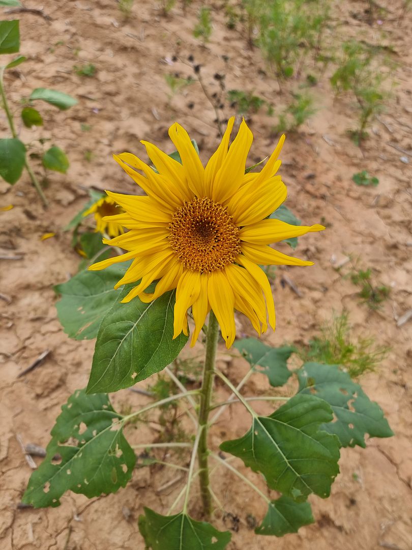 해바라기