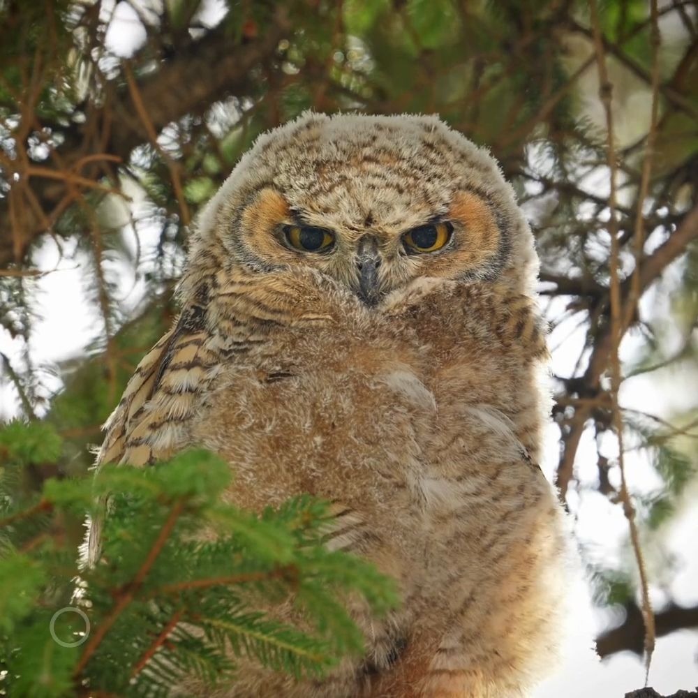 Great Horned Owl  |  Bubo virginianus