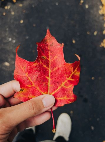 autumn leaf