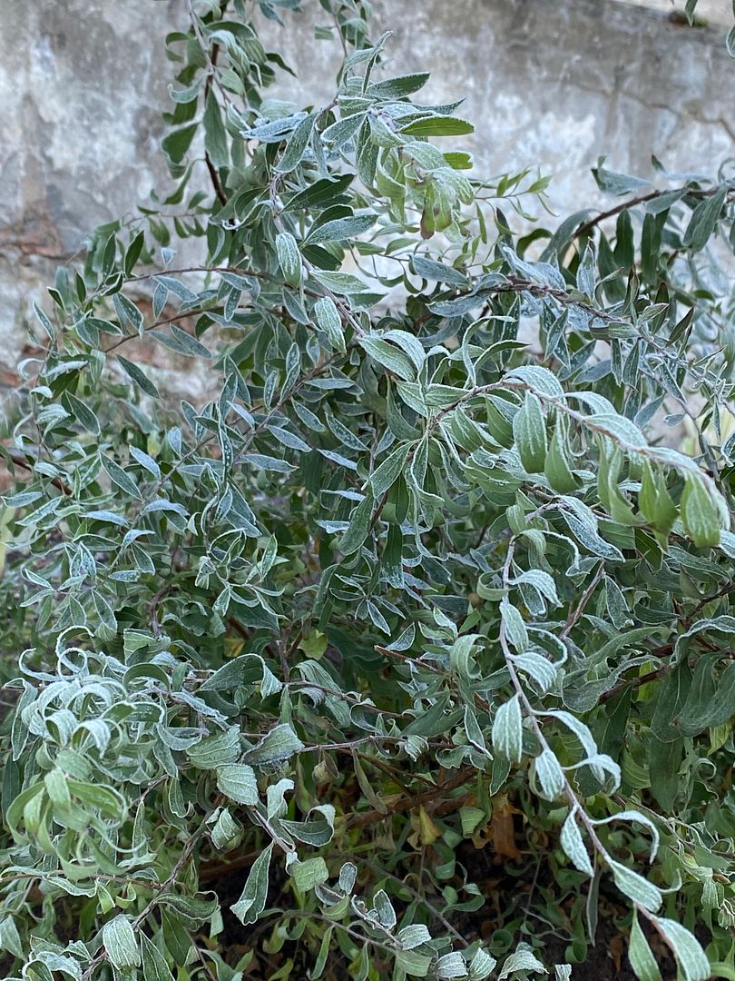 frozen plants