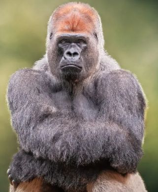 APE WAITING FOR ZORA AIRDROP