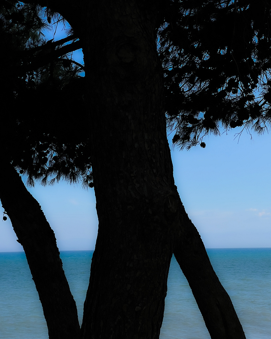 a tree by the sea