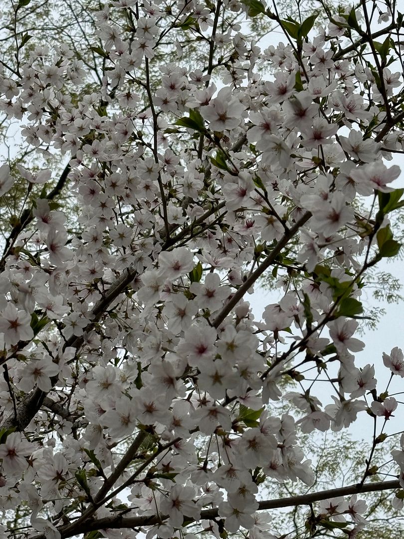 Cherry blossoms