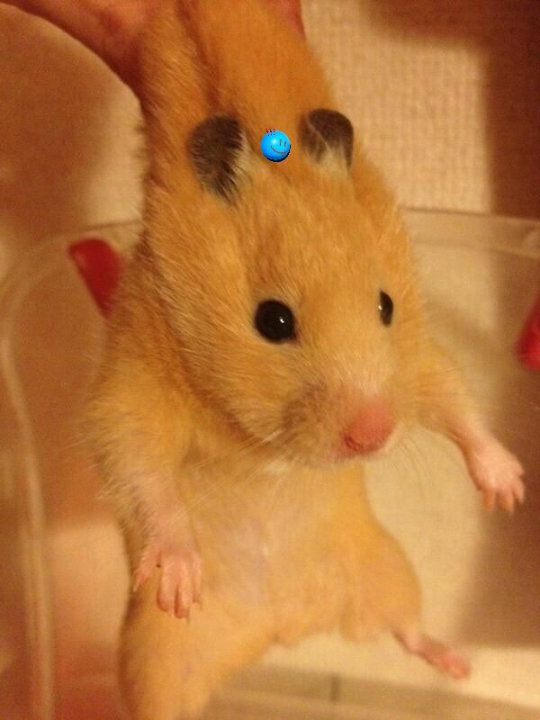 Hamster_4