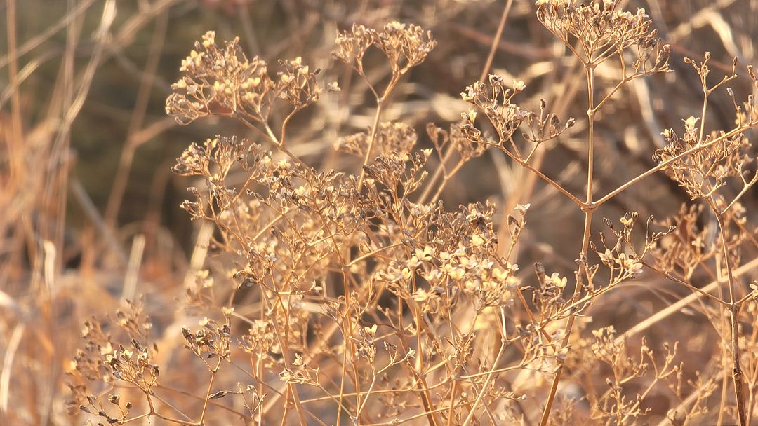 The preciousness of the wild grass!-210103