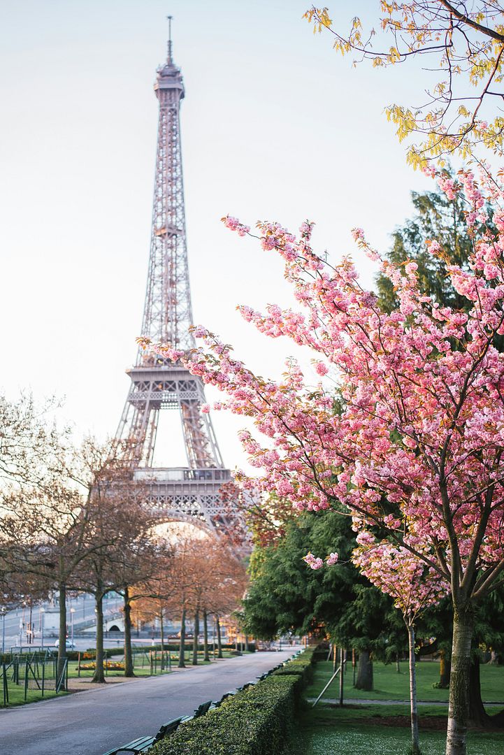 Cherry blossoms at the Eiffel Tower in Paris