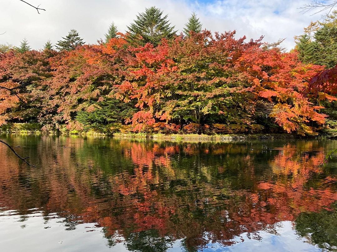 Autumn leaves in Japan