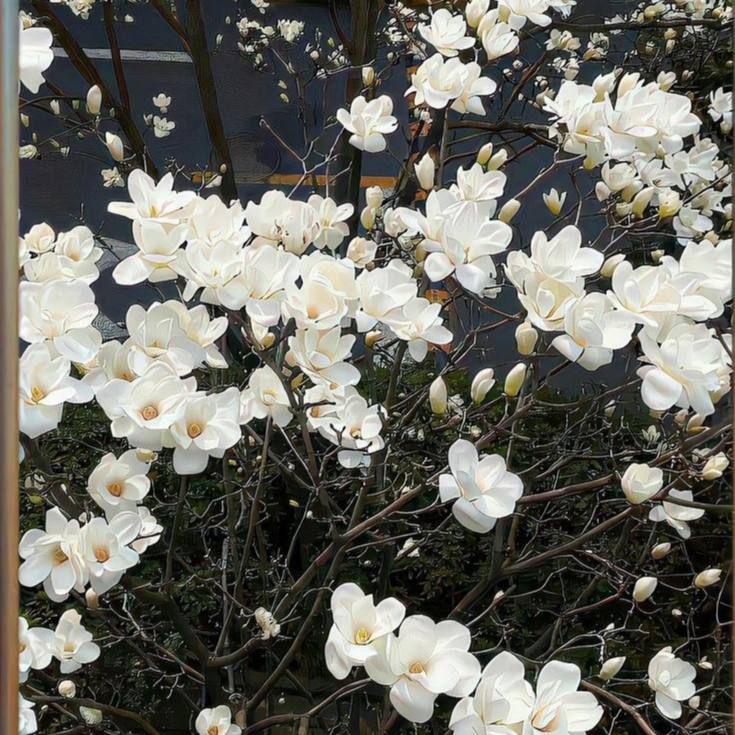 flowering tree