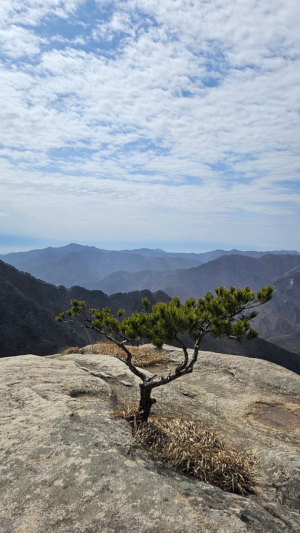 Awesome pine tree at the top of Bubong Peak! Korea, Mungyeong, Mt. Juheul-240330