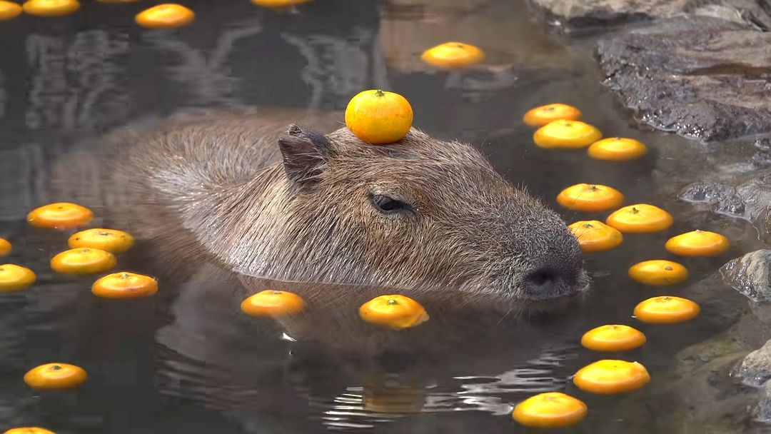 Capybara Chill