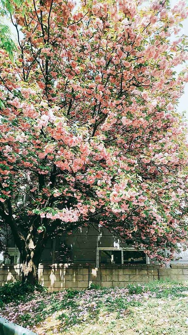 double cherry blossoms