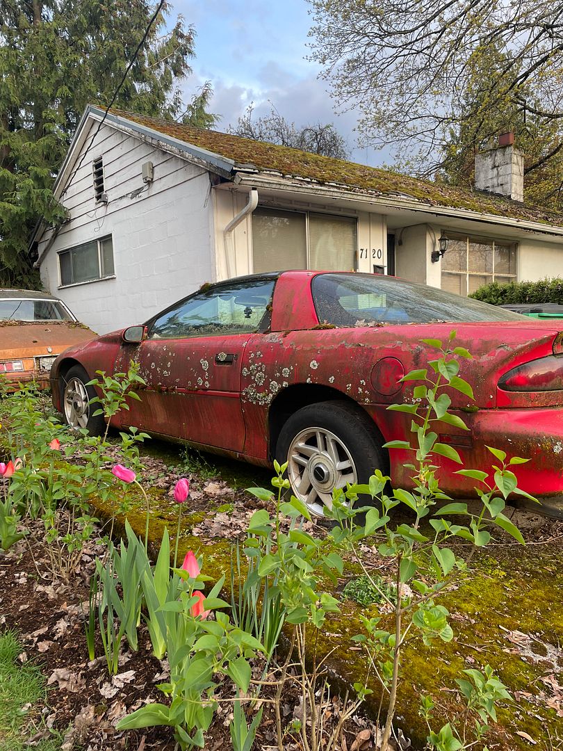 Lichen / Camaro