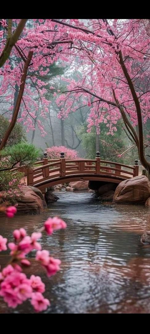 sakura forest