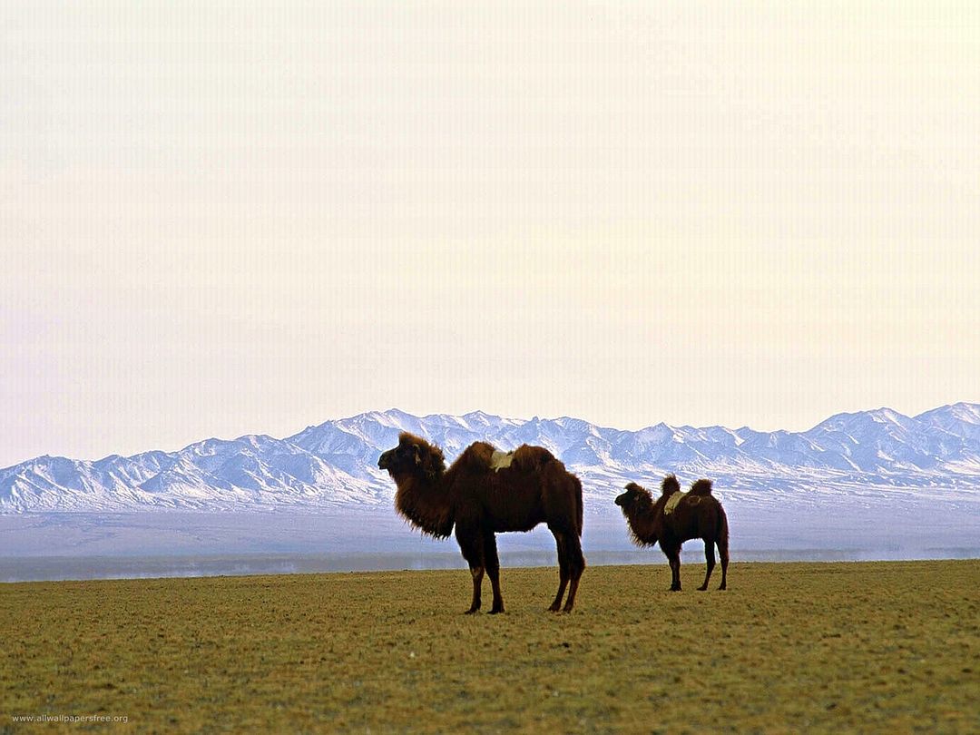 Beautiful Desert