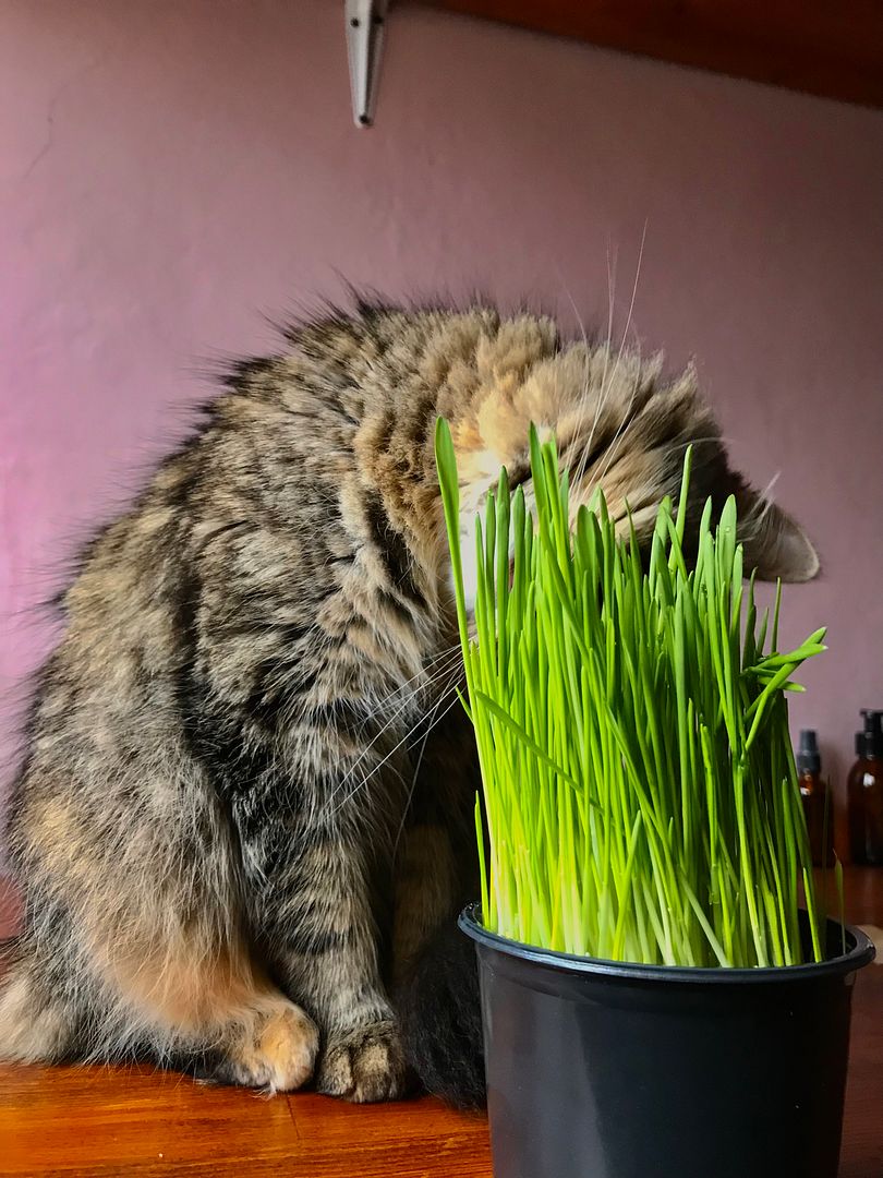 Touch grass, eat grass