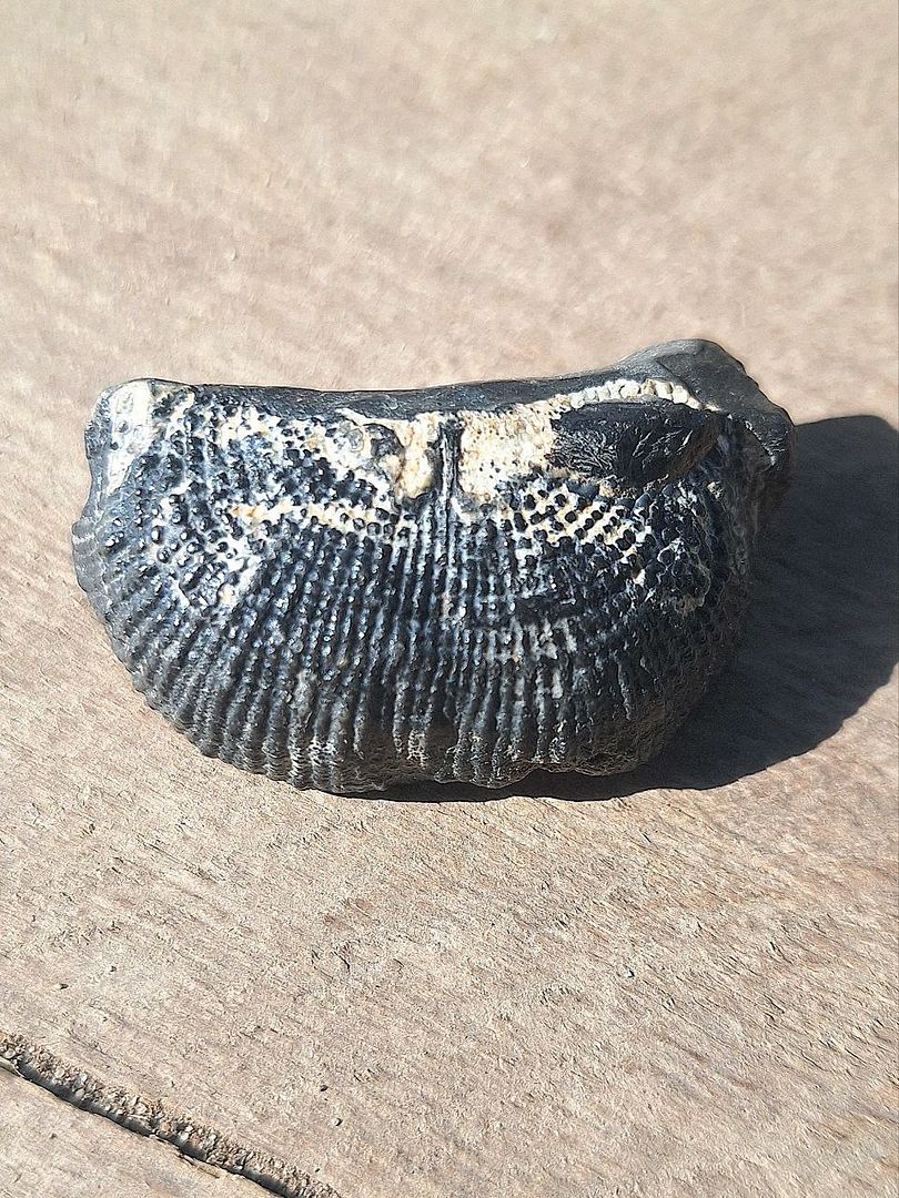 fossil shell