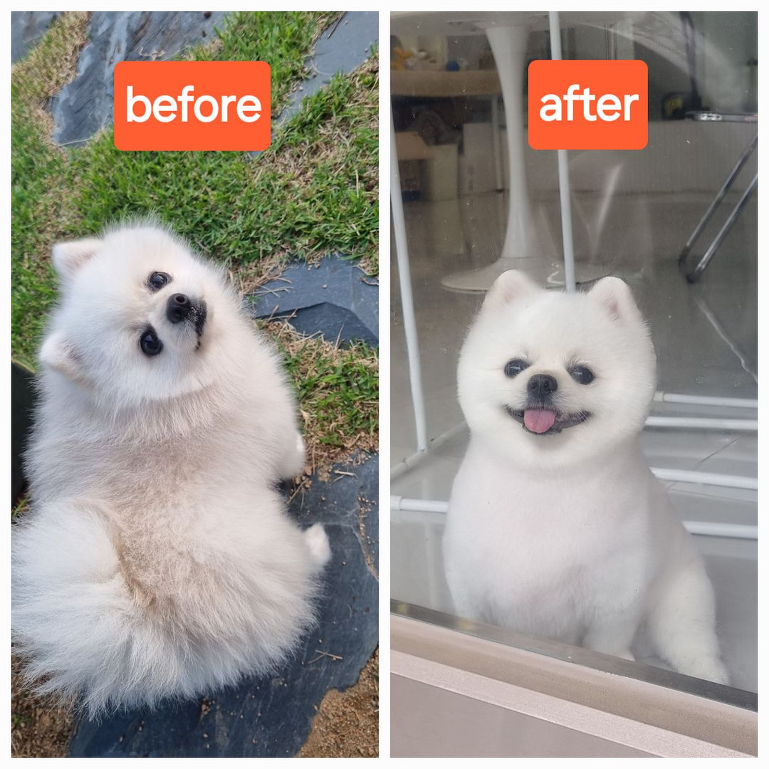 hair cut puppy