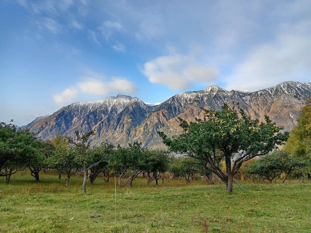 Apple orchard