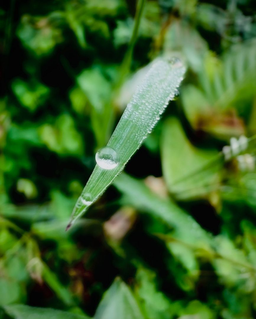 Dewdrop Zorb