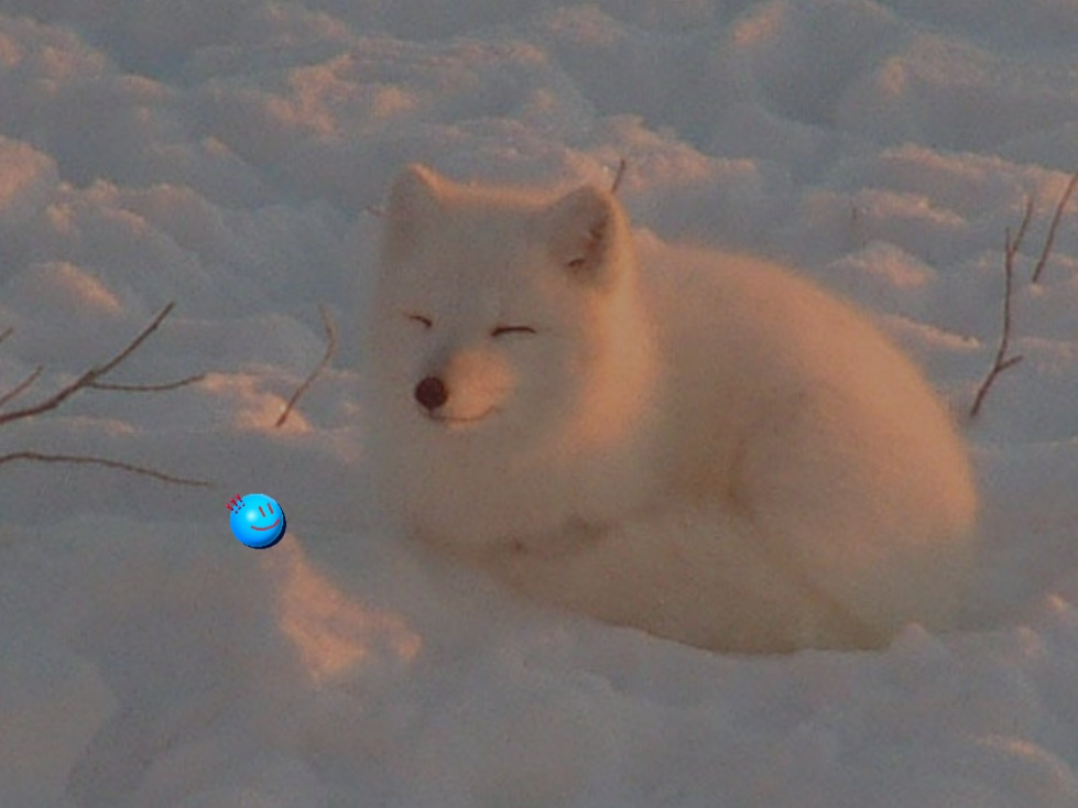 Arctic Fox 3