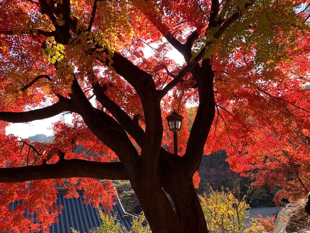 Maple tree at Seoul