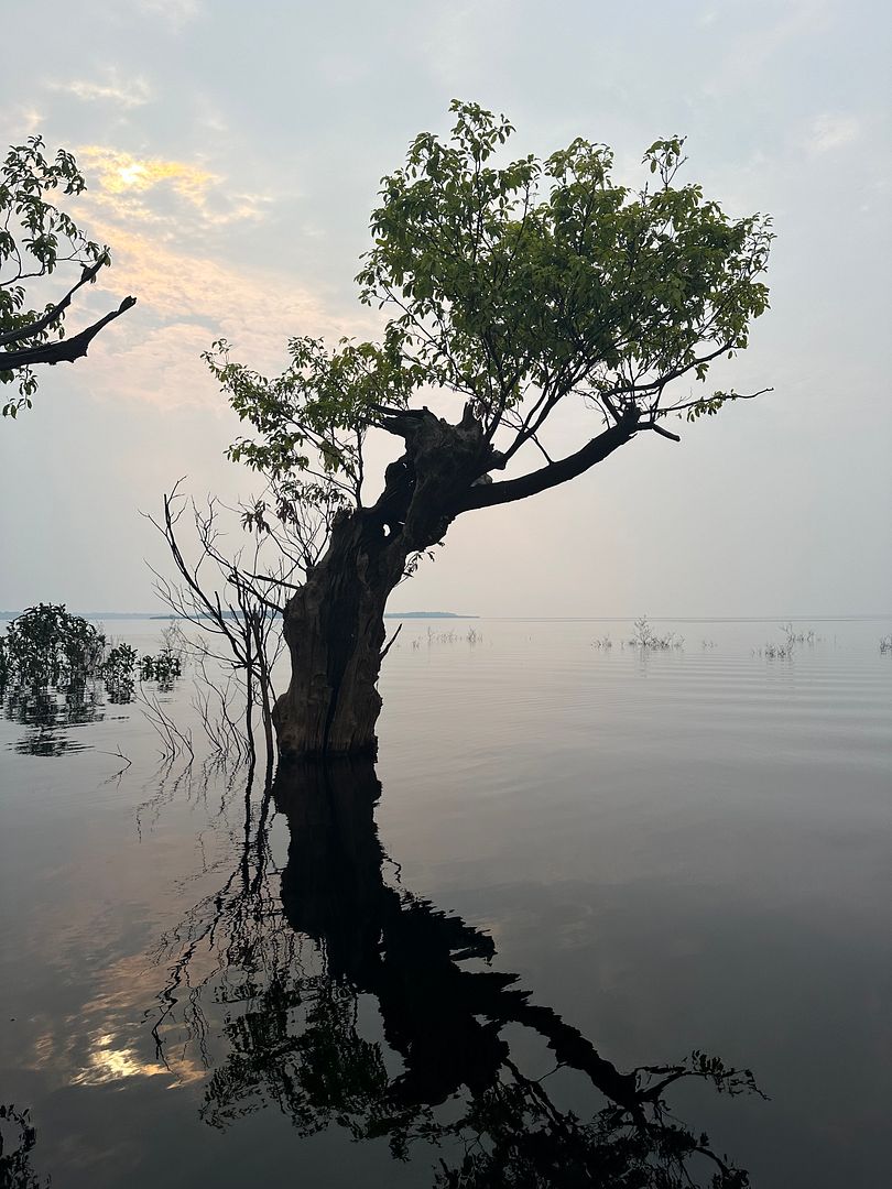 Mirror of nature