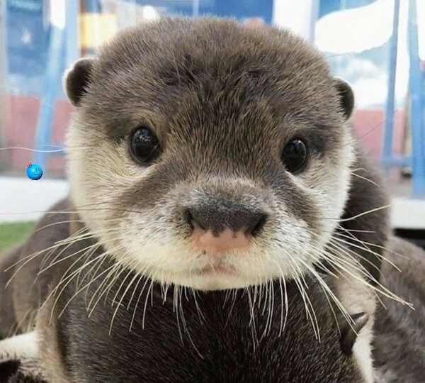 Otter_3