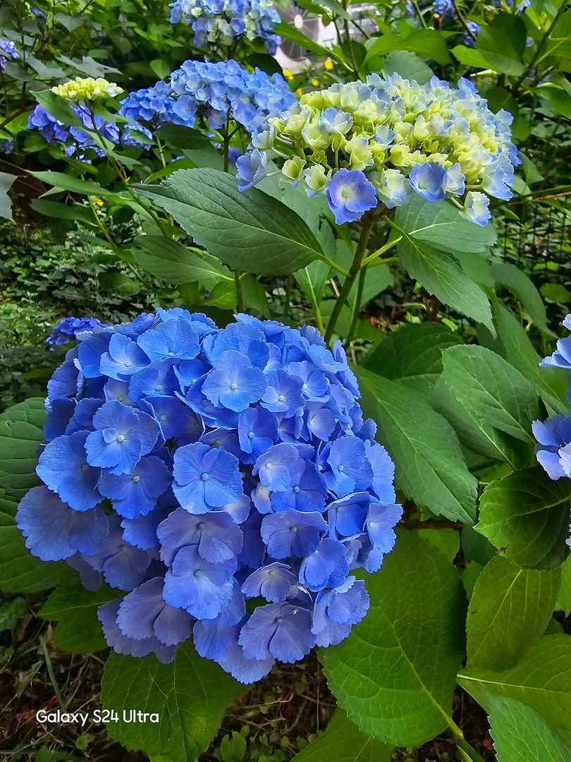 수국