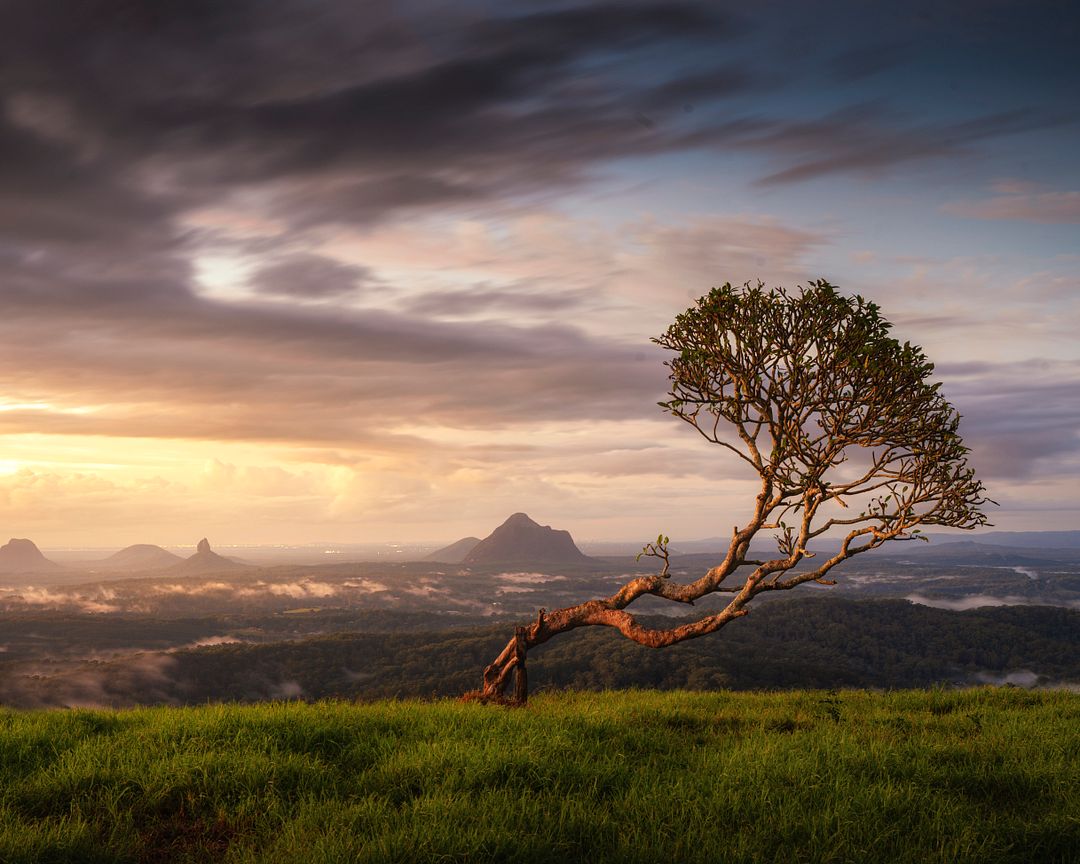 The Wishing Tree