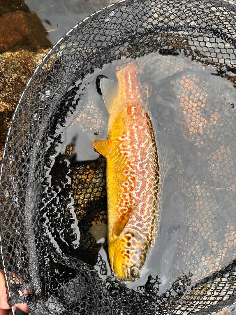 Otra Trout - Norwegen