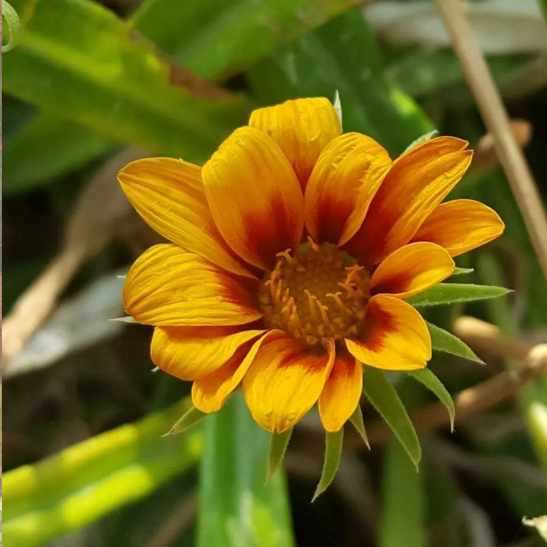 Beautiful flowers