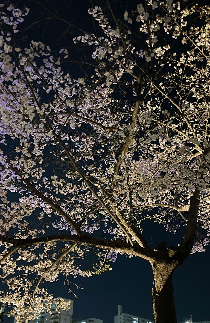 Cherry blossom