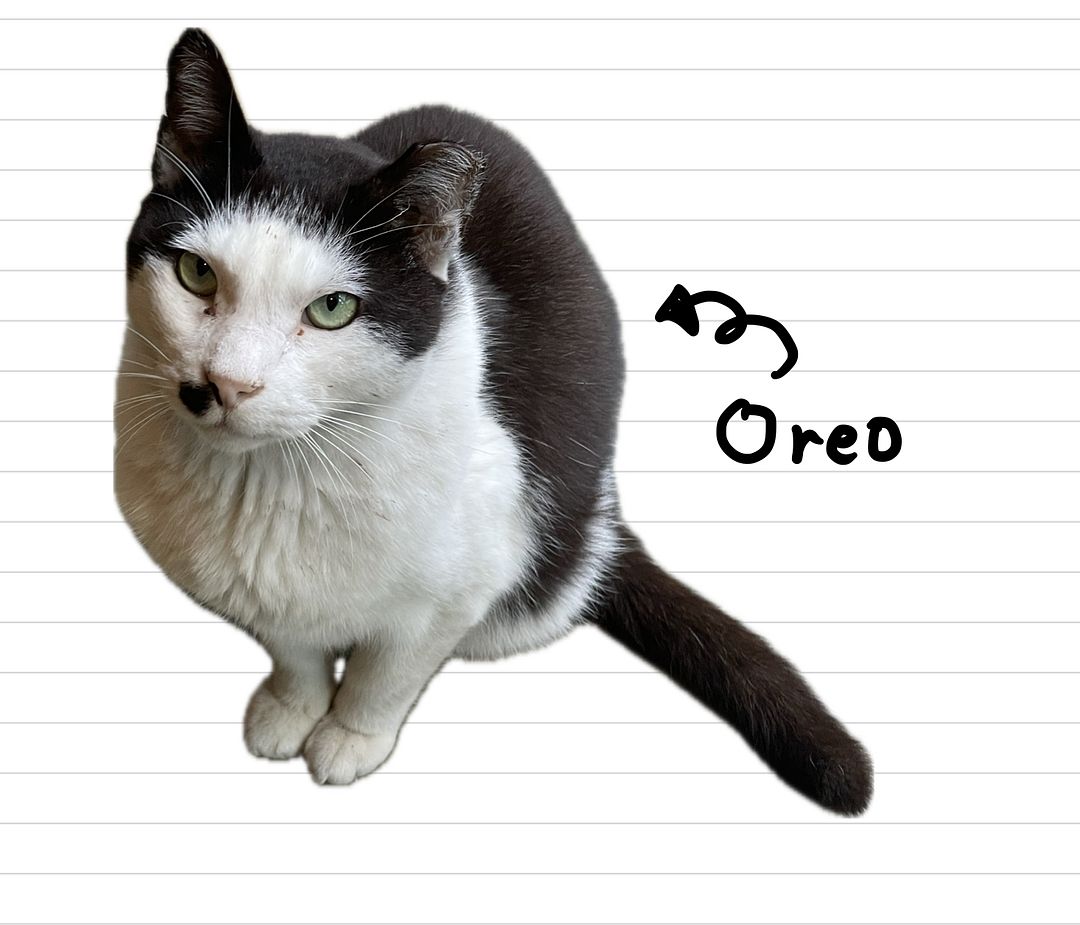 Cat_Oreo_20