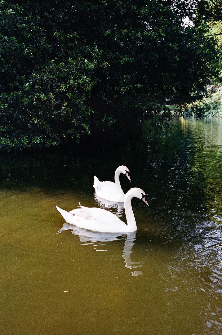 Swan pond