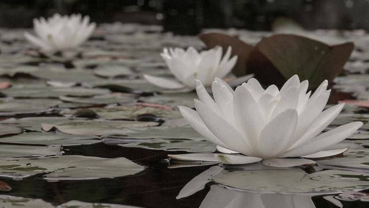 water lilies