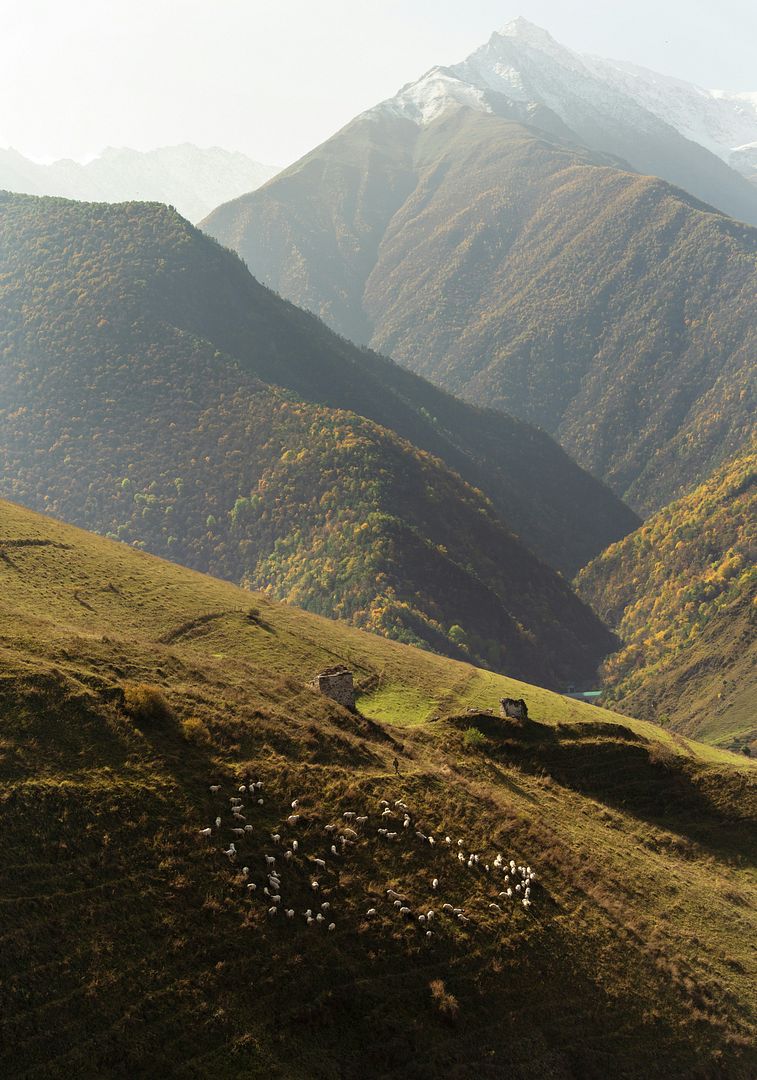 a herd of sheep grazing on a lush green hillside