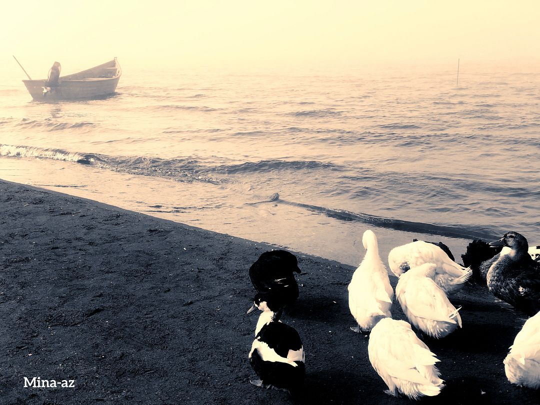 Ducks enjoying the sea