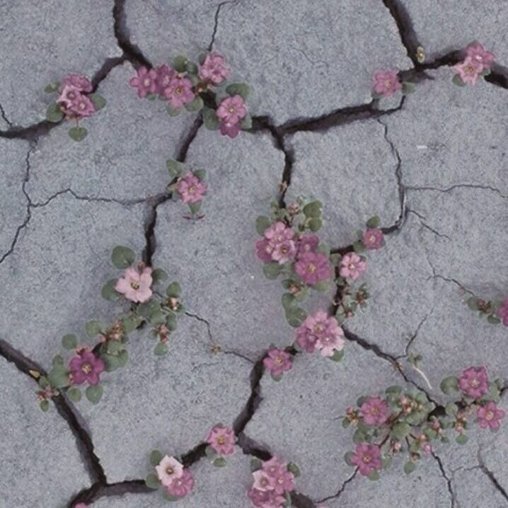 flowers growing through concrete