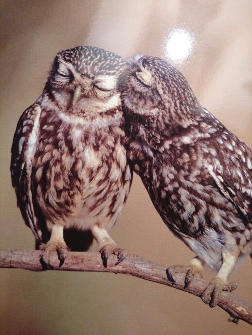 owl love