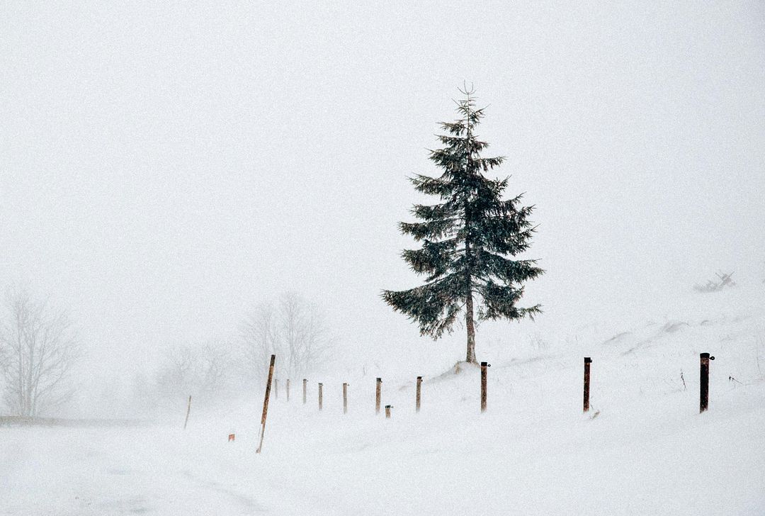 Green Pine Tree in Field Covered With Snow